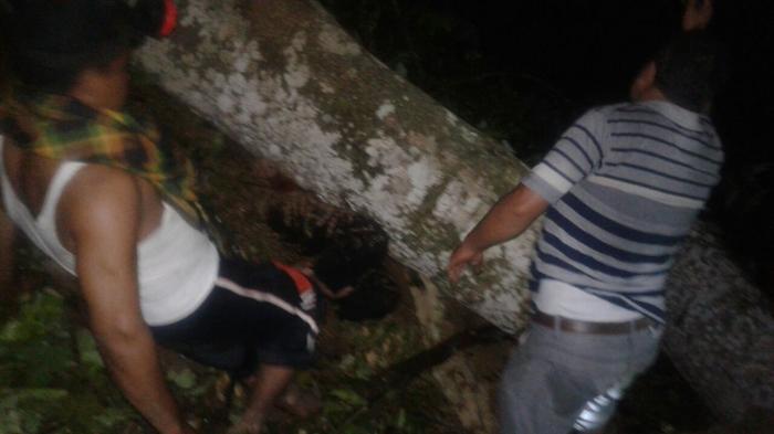 Mursadi Tewas Terhimpit Pohon yang Ditebangnya