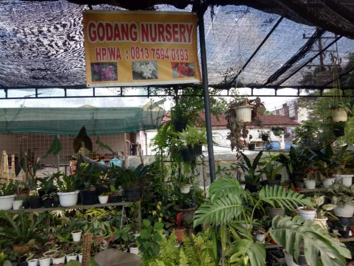 Puluhan Tanaman Hias Dicuri di Jalan Asoka