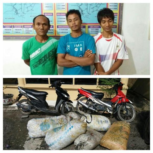 Meresahkan Petani, Tiga Pencuri Sawit Diamankan.