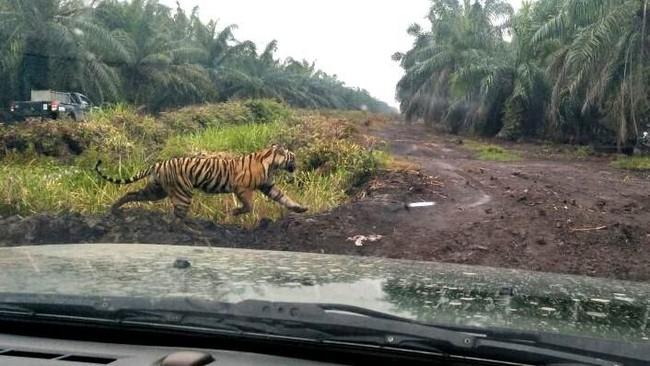 Ini Kronologi Harimau Bonita Terkam Yusri di Riau Hingga Tewas