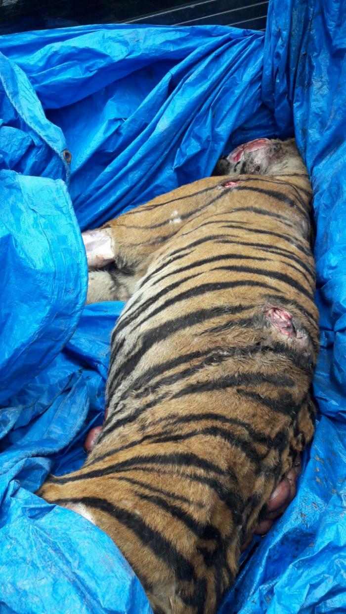 Meresahkan dan Serang Warga, Harimau Sumatera Tewas Ditombak