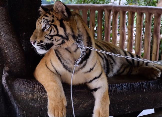 Stop Perburuan! Harimau Sumatera di Aceh Tinggal 250 Ekor