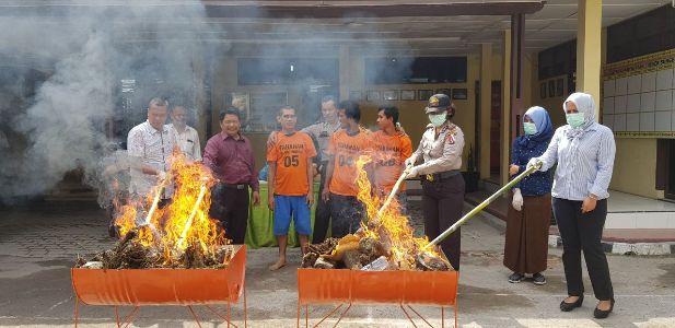 Polsek Sunggal Musnahkan 37 Kg Ganja
