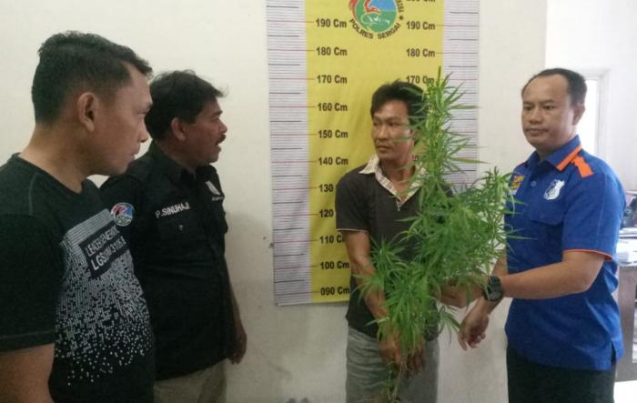 Tanam Ganja Di Kebun Cabai, Sopir Mobil Ini Ditangkap