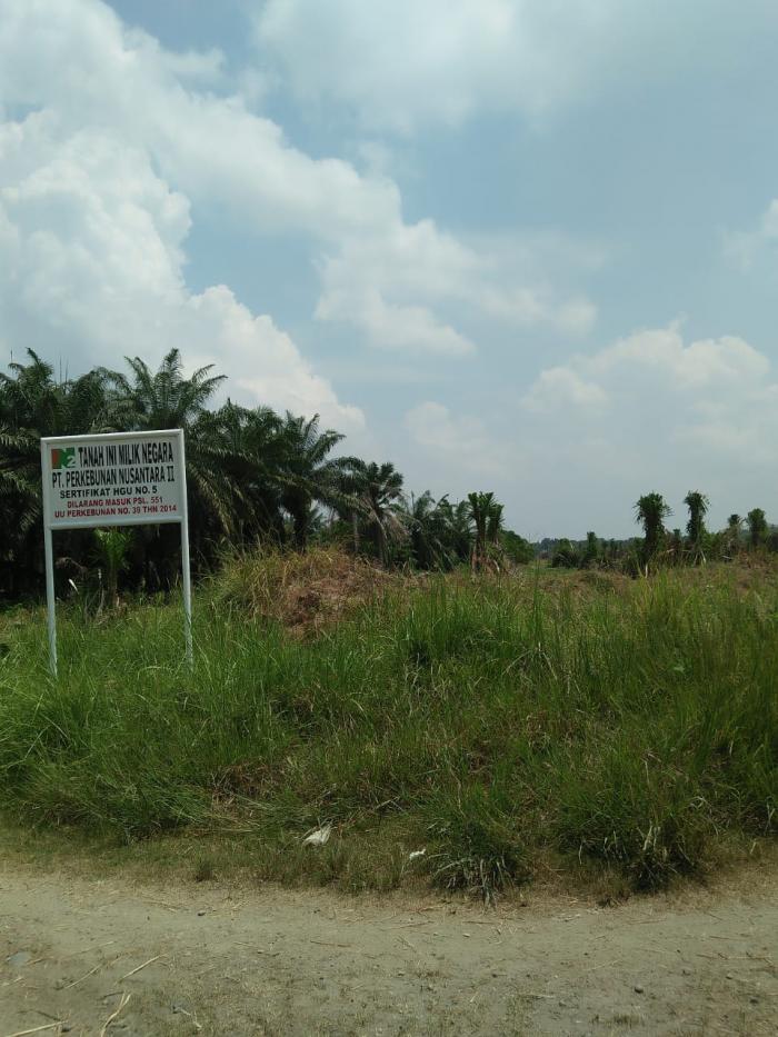 Diduga Pembiaran Menejer, Puluhan Hektare Lahan PTPN2 Kebun Kwala Madu Digarap
