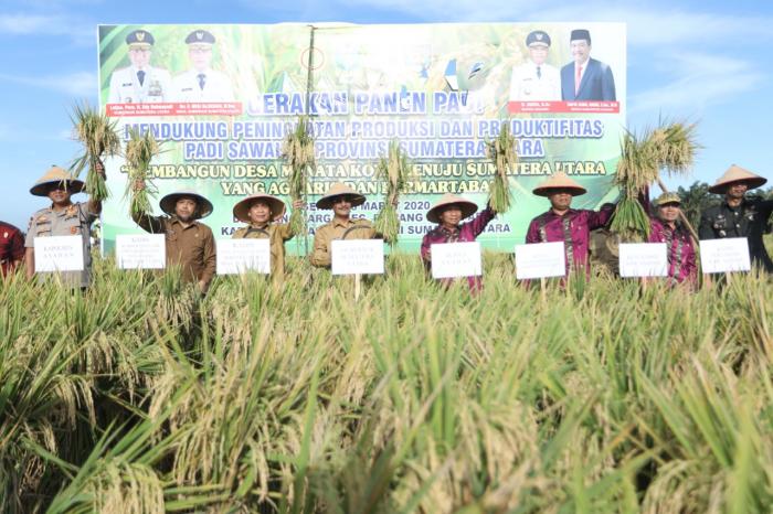 Bupati Asahan dan Gubernur Panen Raya