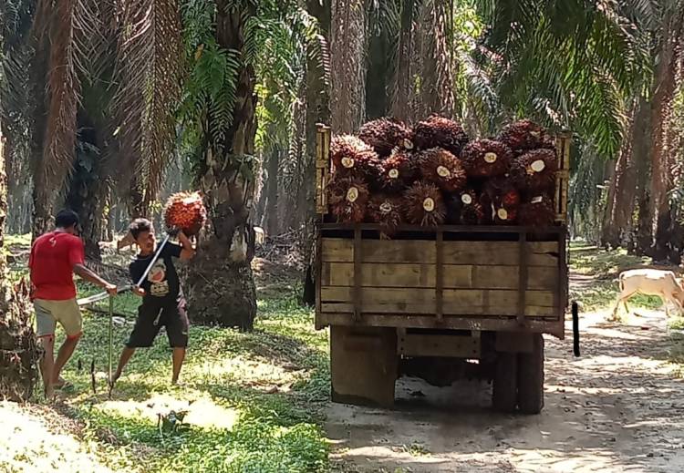 Khoiruddin Lubis Manager Kebun Pasir Mendoge (PTP IV) & CV.Putra Doge Diduga Lakukan Kolusi & Nepotisme Rugikan PTPN IV. Apa Benar ?