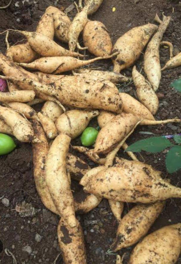 PT. STS Diduga Kangkangi Pemerintahan Harga Singkong 1.350/Kg Sesuai Arahan Kementan Tidak Dipedulikan