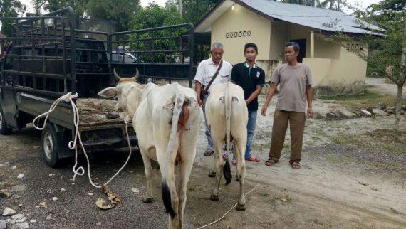 Tambunan Curi Lembu, Kasihan 4 Rekannya Kabur