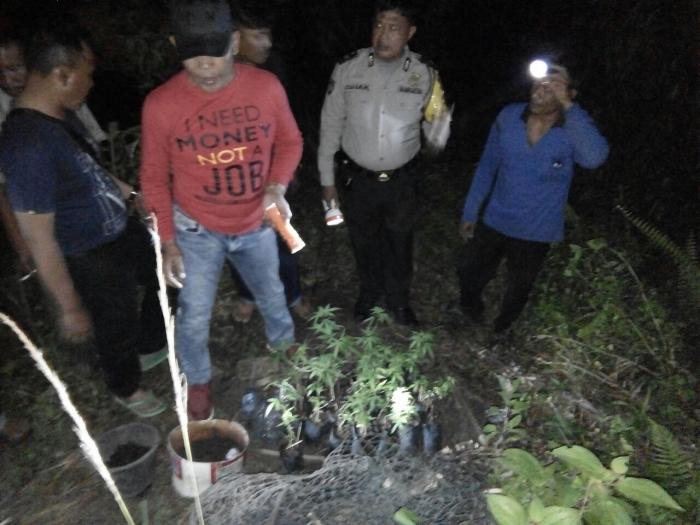 Gawat, Pendodos Sawit Temukan 25 Batang Daun Ganja di Polibek