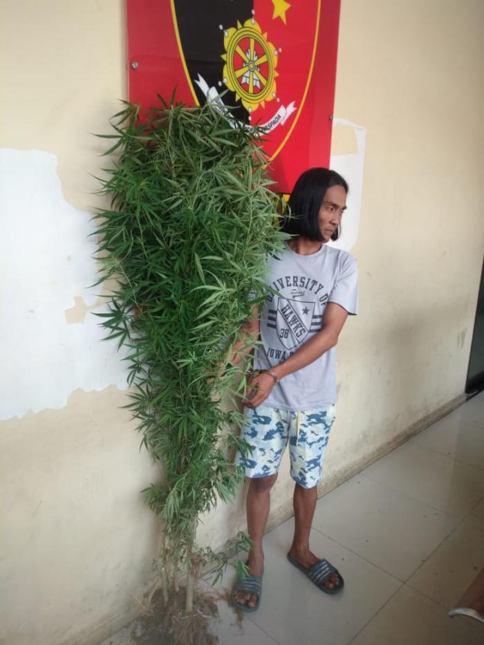 Pemilik Pohon Ganja Belum Sempat Panen Sudah Ditangkap