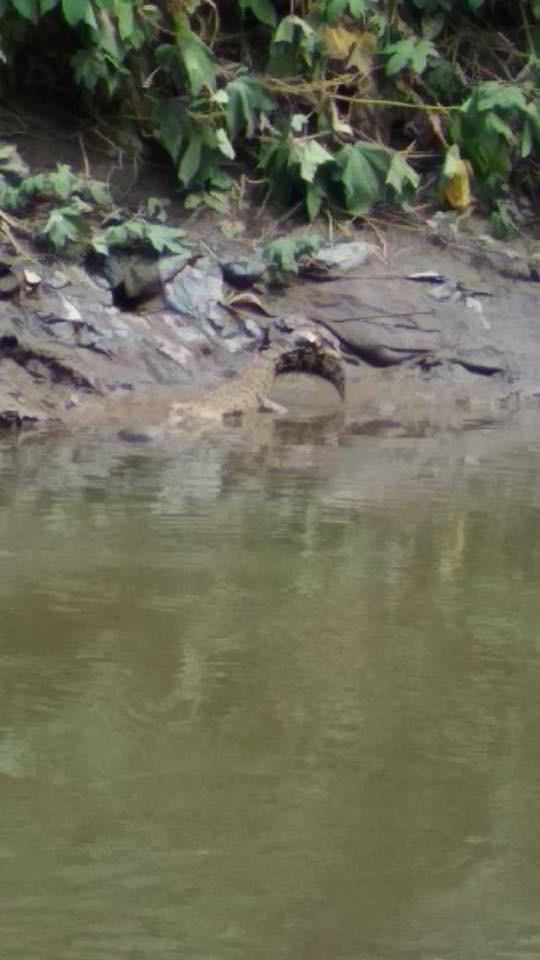 Heboh, Ada Buaya Terlihat di Pinggiran Sungai Deli