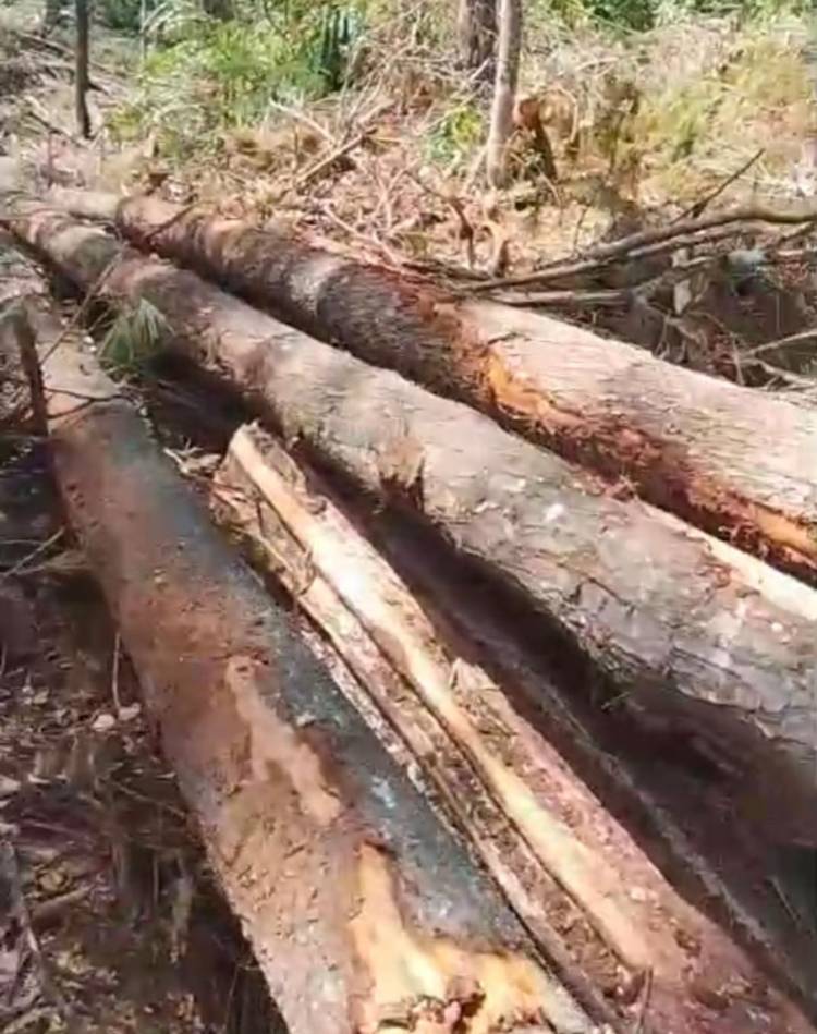 Oknum Badan Permusyawaratan Desa HG, Tebang & Jual Kayu Pinus Milik Masyarakat