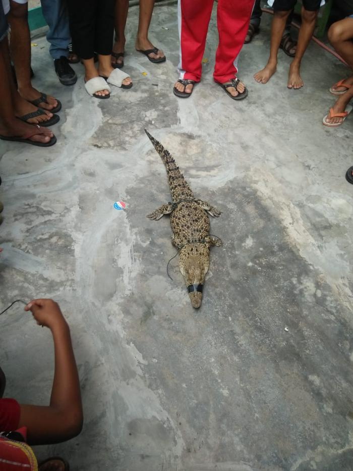 Warga Sei Mati Tangkap Buaya Muara