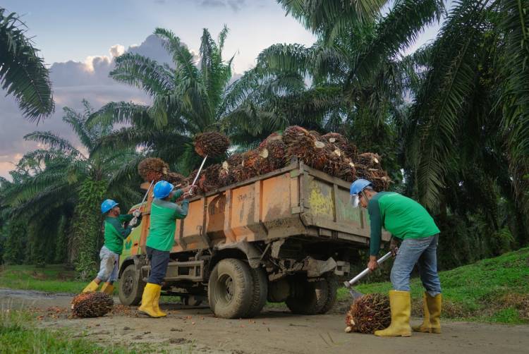 Produksi Meningkat, Kebun Bah Birung Ulu Perkuat Transformasi & Pemberdayaan Masyarakat