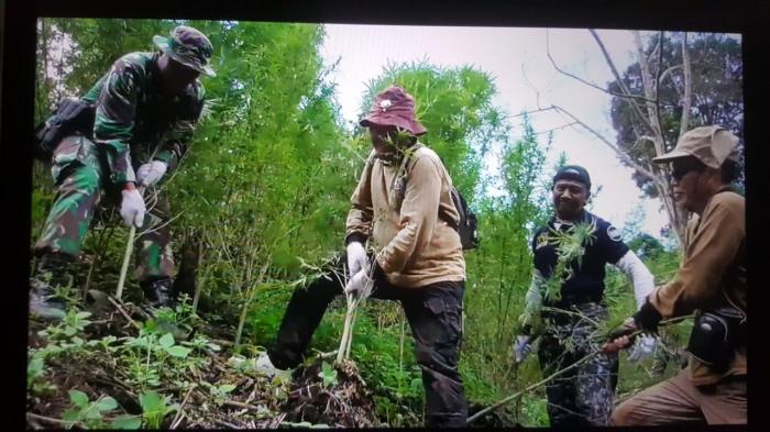 3,5 Hektar Ladang Ganja Ditemukan di Madina