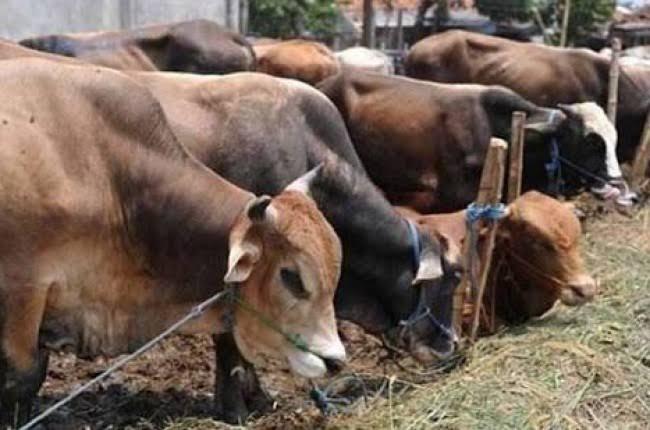 Kapoldasu Serahkan Bantuan 1 Ekor Lembu dan Sembako