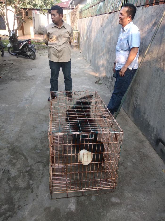 Poldasu Sita Tiga Ekor Binturong dari Rumah Warga