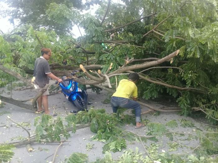 Diseruduk Kontainer, Pohon di Jalan Selamat Timpa 2 Motor