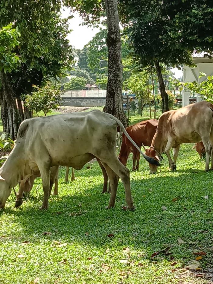 Aneh, Pengawas Cadika Dipimpin Seorang Tenaga Honorer