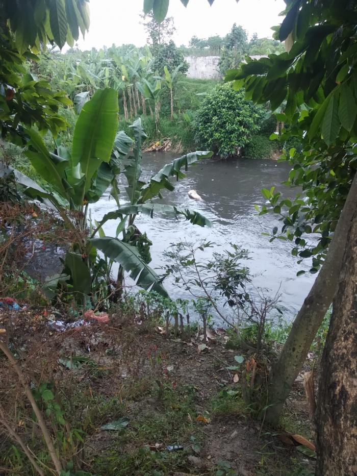 Warga Tembung Heboh, Puluhan Bangkai Babi Kembali Dibuang di Sungai