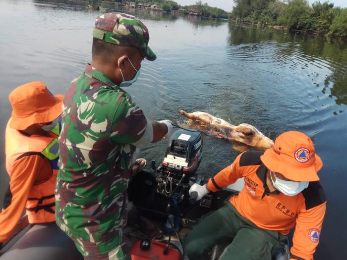 Tim Gabungan Kuburkan Bangkai Babi dari Sungai Bedera