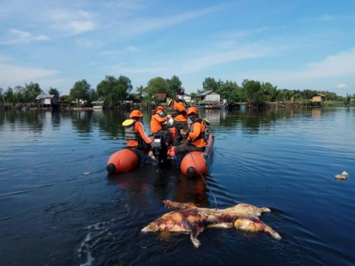 Mencegah Penularan Kolera Babi, Gubsu Perketat Lalulintas Hewan Ternak 