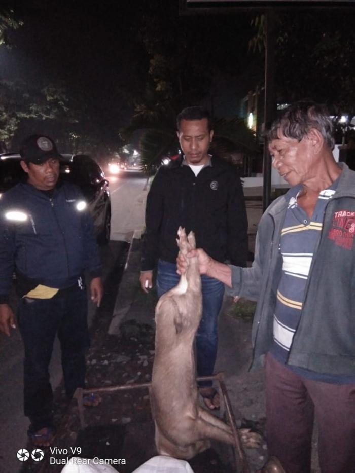 Diduga Buang Bangkai, Peternak Babi di Sunggal Diamankan
