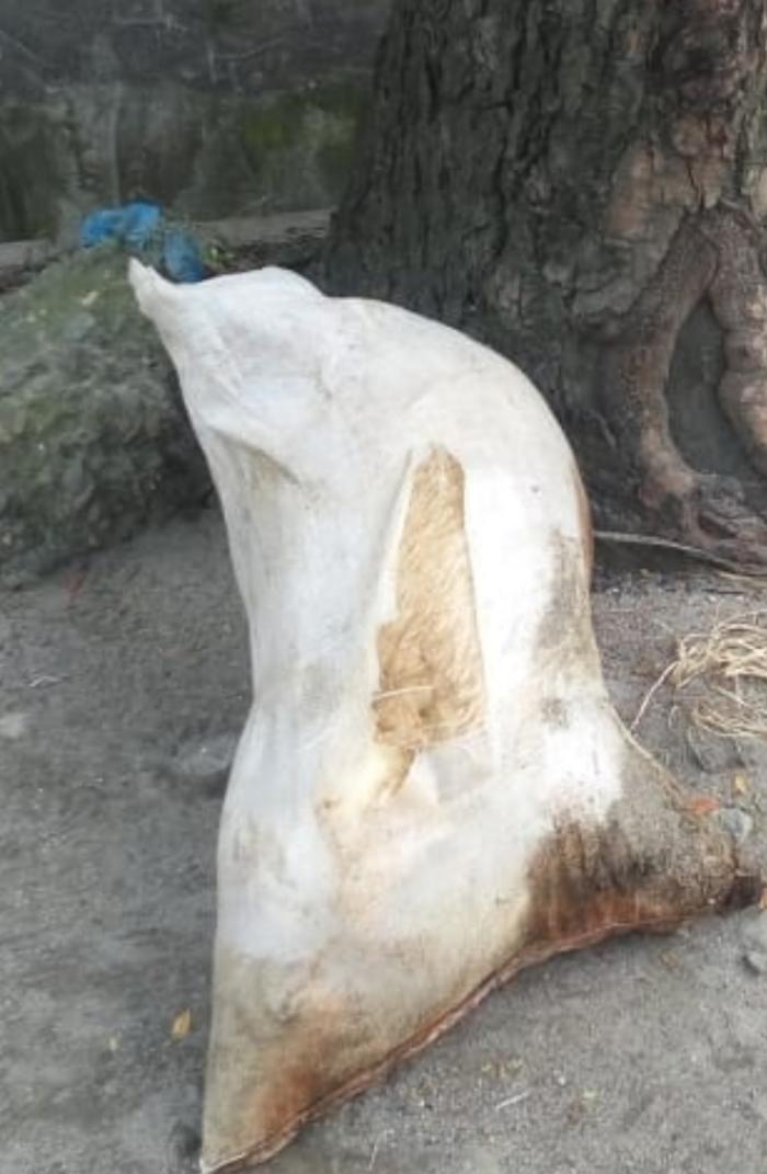 Warga Kota Medan Resah, Bangkai Babi Dibuang di Jalan Gedung Arca