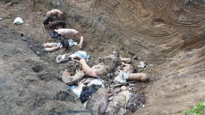 Polsek Sunggal Bersama Muspika Kubur 115 Babi Terjangkit Virus Kolera