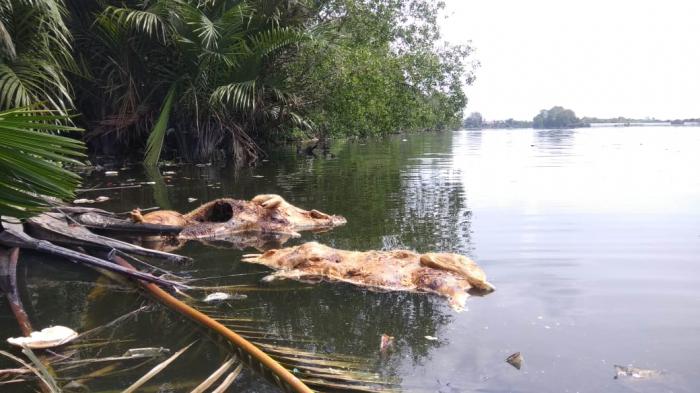 Sungai di Medan Tercemar Bangkai Babi 