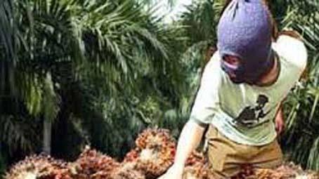 Wabup Sergai Diduga Penadah, Poldasu Tangkap 2 Pencuri Buah Sawit