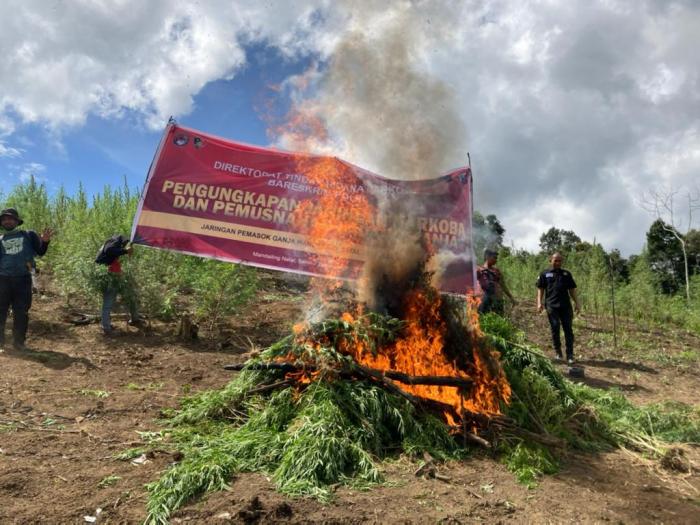 5 Ha Ladang Ganja Ditemukan di Madina